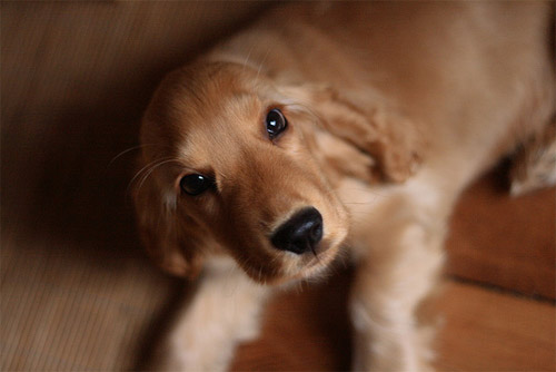 lettre chiens 2012