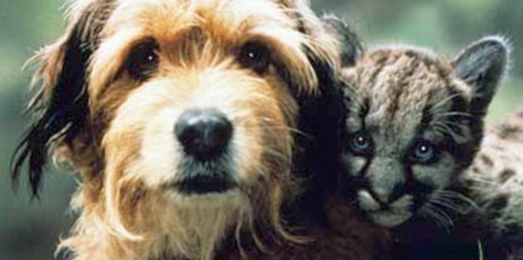 lettre chiens 2012