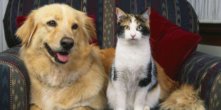 lettre chiens 2012
