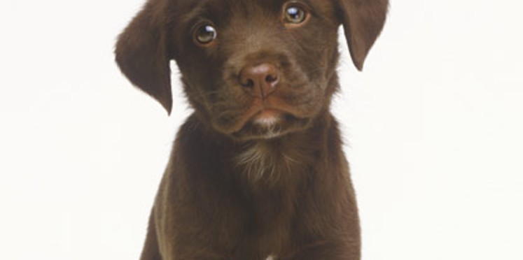 lettre chiens 2012