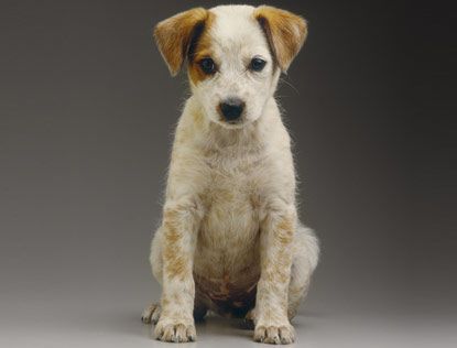 lettre chiens 2012