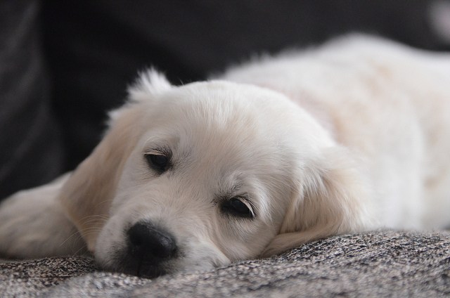 lettre chiens 2012